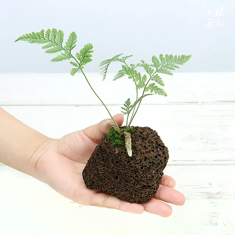 绿植颜值选岩狼尾自然野草ins风