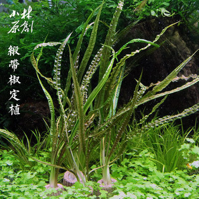 缎带椒绸缎喷泉定植水晶虾造景