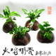 小林原创易养活体水草鱼缸水族箱造景鱼虾窝水榕椰壳躲避懒人水草