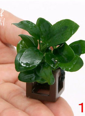 迷你小水榕方陶定植/小缸造景装饰/虾缸虾窝躲避水草/活体真水草