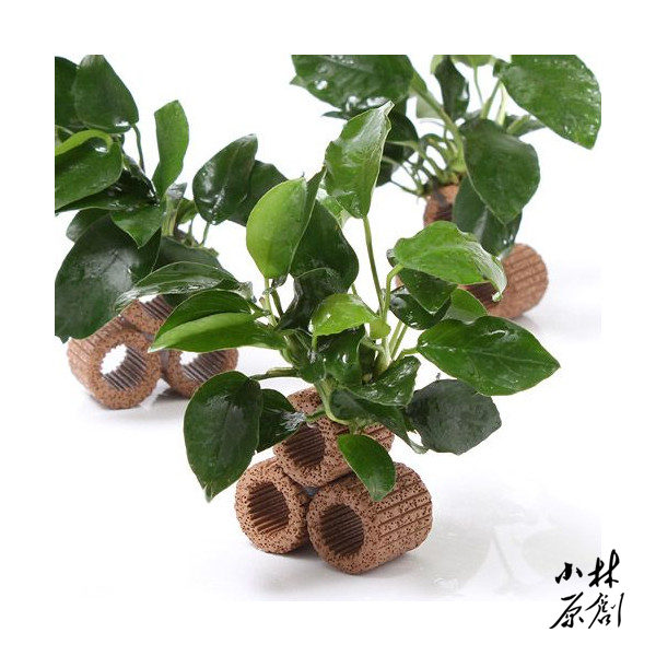 丹麦小水榕水草定植小鱼缸易养