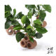 丹麦小水榕水草定植懒人水草造景水族箱小鱼缸装 易养 饰活体