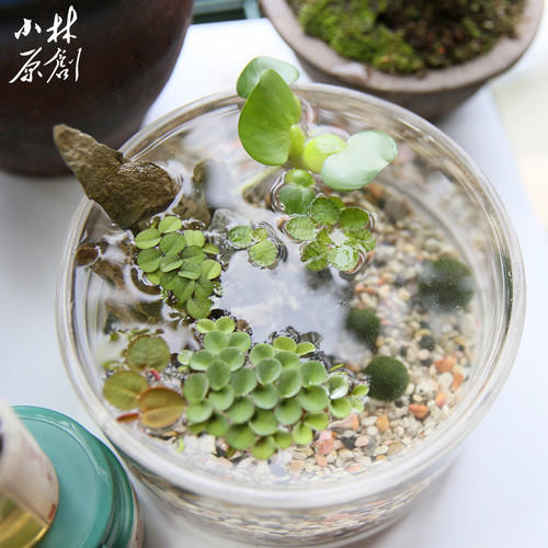 古法养鱼造景浮萍净化水质浮萍