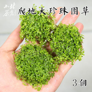 3个爬地矮珍珠前景活体水草鱼缸草坪懒人定植水草造景坨草淡水