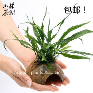 柳叶铁水草椰壳鱼窝定植 鱼虾短鲷异形躲避繁殖屋水草