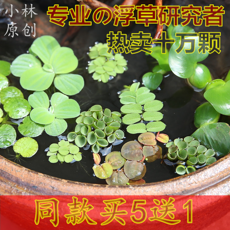 人气淡水鱼缸浮萍水草造景水族箱无土水培活体庭院景观植物28包邮