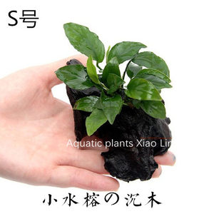 丹麦小水榕の沉木定植 S号懒人水草造景水族箱小鱼缸装饰活体易养