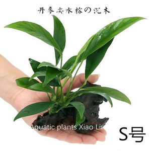 丹麦尖叶水榕の沉木定植水草鱼缸造景懒人水草活体真水草摆放简单