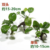 懒人水草水榕沉木水族箱装 饰活体鱼缸造景套餐真植物新手入门