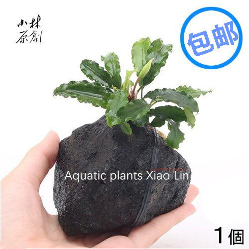 辣椒榕火山石阴性鱼缸造景