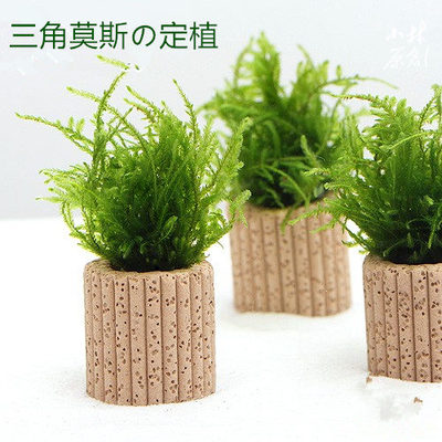 三角莫斯定植虾缸水草繁殖易养