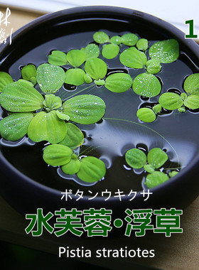 惊爆浮性水质莲花水芙蓉浮萍水池