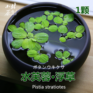 惊爆浮性水质净化水莲花水芙蓉水培水草鱼缸浮萍活体植物水池造景
