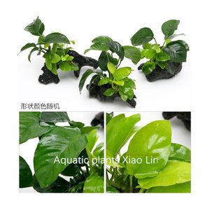 黄金小水榕+迷你铁沉木定植水草水榕沉木小鱼缸造景装饰