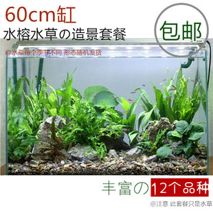 淡水新手入门鱼缸真水榕水草组合套餐鱼缸造景水族箱装饰60cm用