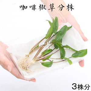 咖啡椒草散支 3颗 阴性无需二氧化碳中前景水草活体鱼缸造景易养