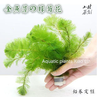 绿菊花铅卷捆水草水族箱活体造景套餐新手后景草金鱼草小鱼缸水藻