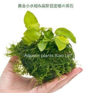 黄金小水榕+莫斯苔の定植英石 活体真水草 鱼缸造景装饰生态瓶草