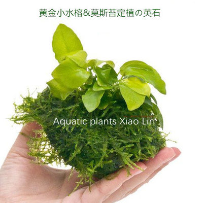黄金小水榕英石活体水草鱼缸生态