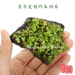天湖茜/天胡荽/天胡荽水草天湖葵岩石定值 前景草皮活体水草造景