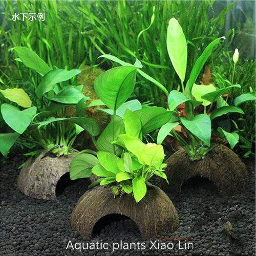 小水榕椰壳定植黄金套餐