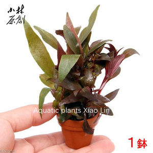 小血心兰陶杯定植水草红色水草易养会自然发色弱光无二氧化碳也可
