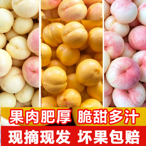 蒙阴蜜桃甜桃新鲜应季奶油黄油桃