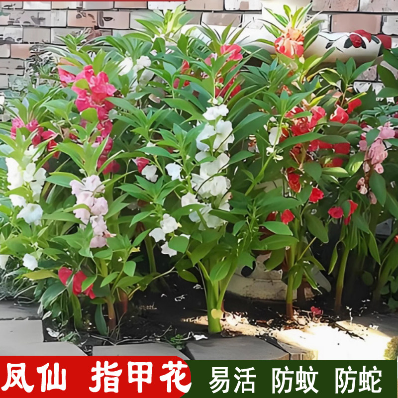 重瓣凤仙花种子混色七彩指甲花籽家庭园艺种子