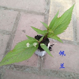 佩兰苗/盆栽Eupatorium fortunei Turcz.香味似薰衣草药用多年生