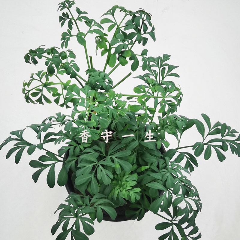 芸香灵香草盆栽苗 调香原料古籍防蠹驱蝇图书档案馆衣柜防虫蛀