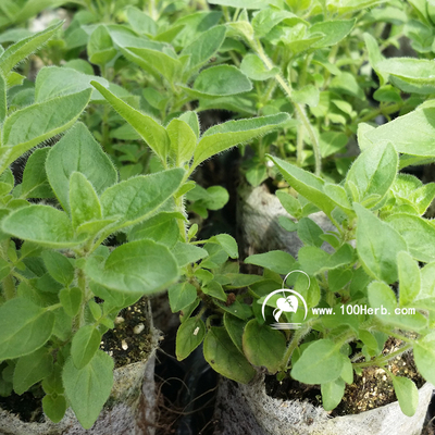 西餐香草牛至可食用浓郁
