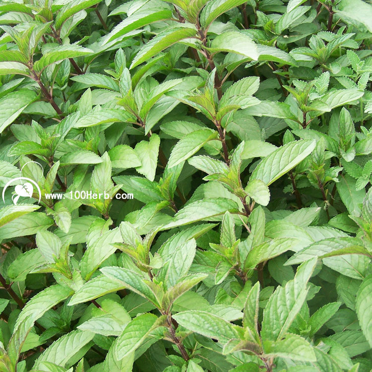 可食用薄荷盆栽/种苗/鲜叶胡椒薄荷绿薄荷留兰香日本薄荷满六株发