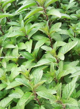 可食用薄荷盆栽/种苗/鲜叶胡椒薄荷绿薄荷留兰香日本薄荷满六株发