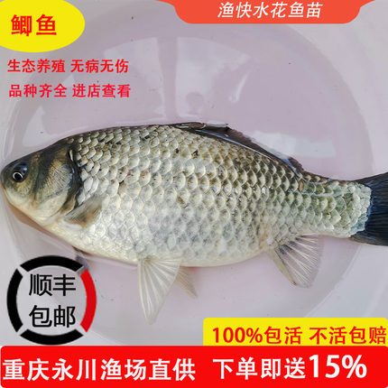 中科3号中科三号鲫鱼水花鱼苗异育银鲫淡水养殖重庆永川小雄渔场