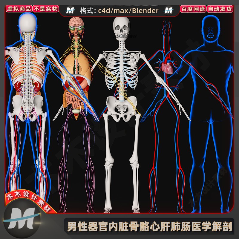 c4dmax男性blender医学解剖人身体内脏骨骼心肝肺肠胃3d模型素材