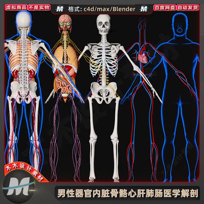 C4Dmax男性Blender医学解剖人身体内脏骨骼心肝肺肠胃3D模型素材