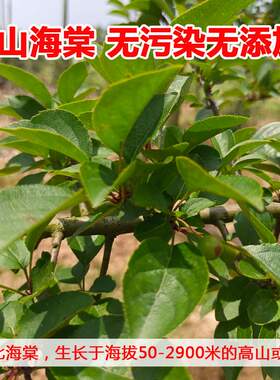 三匹罐一皮罐湖北海棠叶红花茶叶