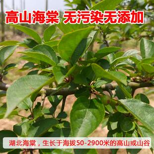 一匹罐凉茶三匹罐湖北海棠叶三皮罐大叶茶凝清茶红花茶叶宁馨茶