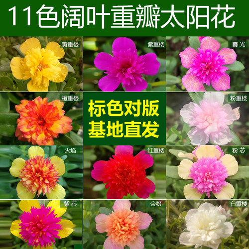 阔叶宽叶马齿苋重楼太阳花带花苞