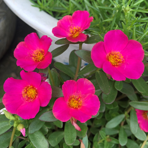 2026年阔叶单瓣马齿苋太阳花枝条阳台庭院幼儿园盆栽花卉15元包邮