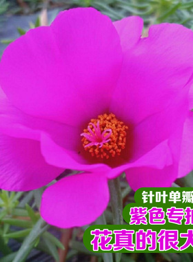 针叶单瓣太阳花特大花苞紫色枝条阳台庭院盆栽苗多年生好养活花卉