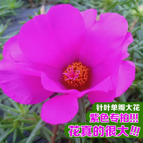 针叶太阳花大花枝条紫色专拍