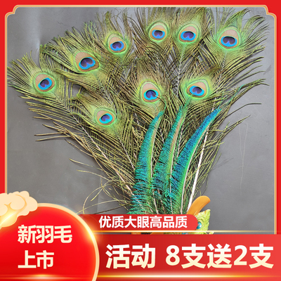 孔雀羽毛观赏价值高装饰光泽鲜亮