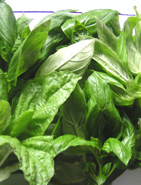 意大利罗勒叶   Basil150克秒杀价做青酱巴西叶