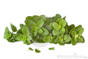 香料 牛至 奥勒冈草、俄力冈叶、披萨草、蘑菇草  Origanum50g