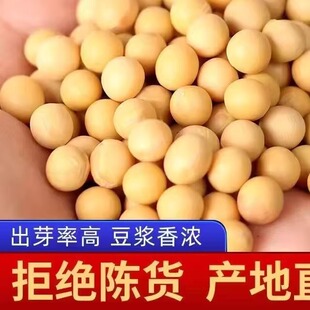 源头50斤黑龙江黄豆高蛋白大豆豆腐豆花豆腐脑笨黄豆芽东北大豆
