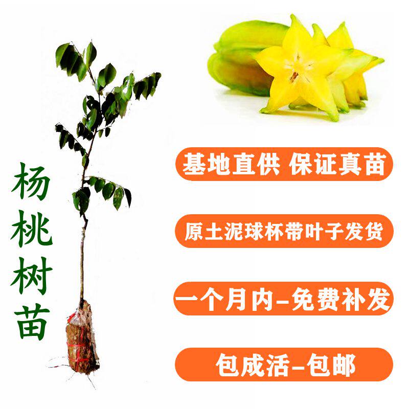 杨桃苗四季甜杨苗纯甜杨正品品种嫁接苗可庭院地栽种植一件包邮