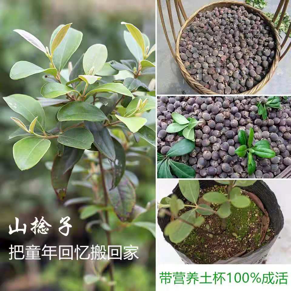 树苗盆栽当年结果南方桃金娘包邮