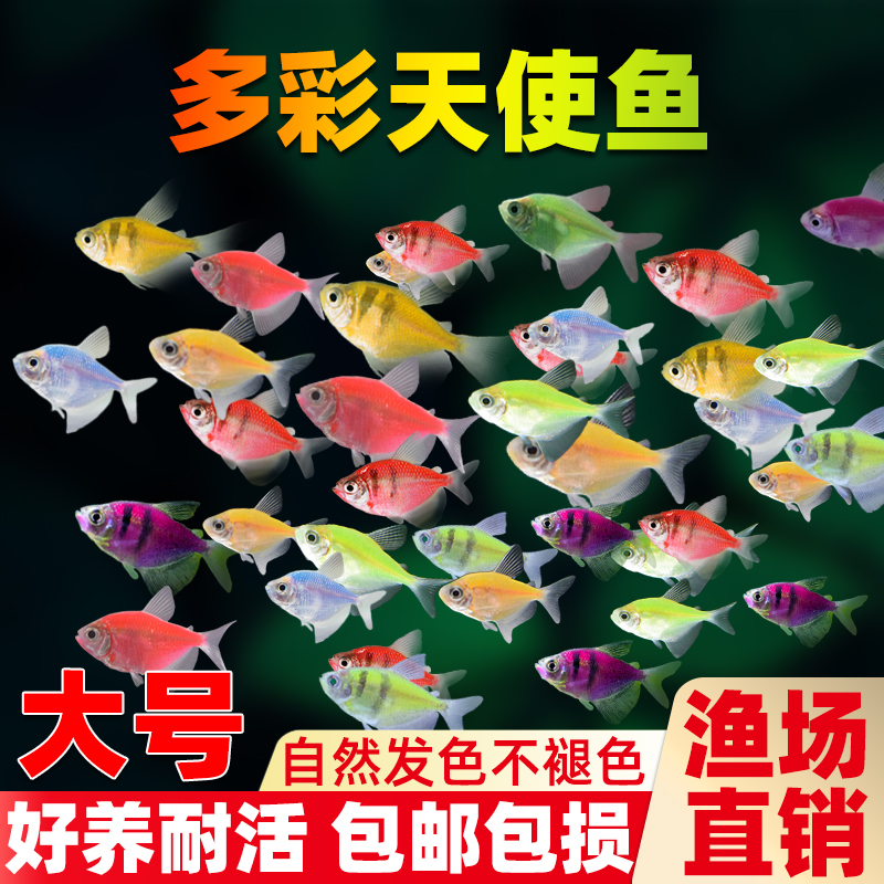 天使鱼观赏鱼耐活小型热带鱼淡水鱼彩色斑马灯科鱼群游鱼活体鱼苗