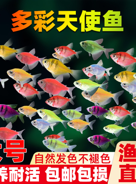 天使鱼观赏鱼耐活小型热带鱼淡水鱼彩色斑马灯科鱼群游鱼活体鱼苗